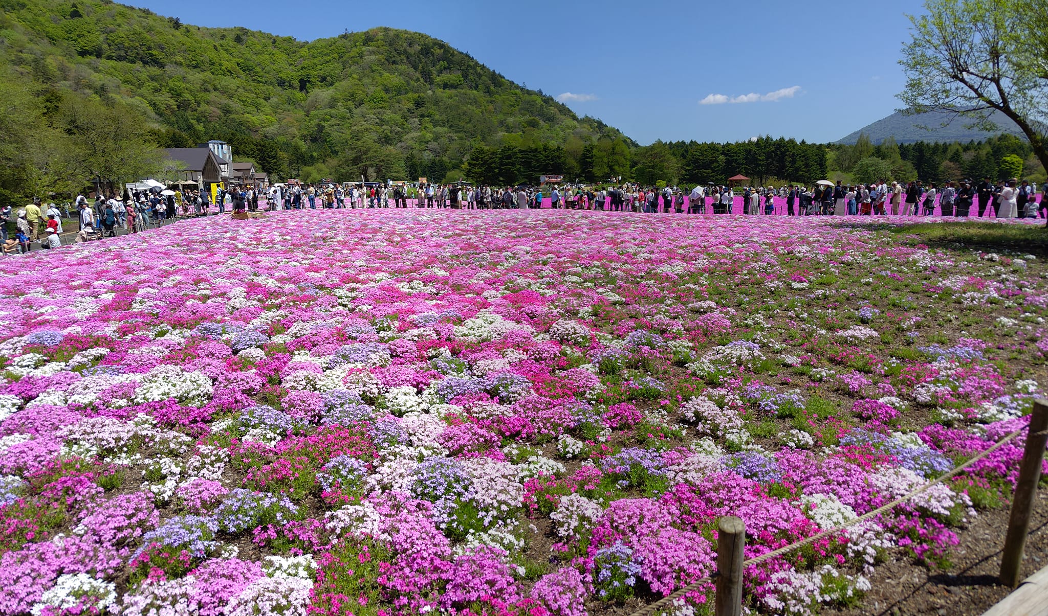 20240429東京六日遊